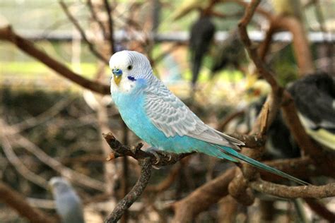 Blue And White Parakeet Free Stock Photo Public Domain Pictures