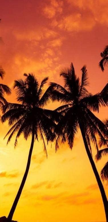 58 Ideas Palm Tree Wallpaper Iphone Night For 2019 Landscape Pictures