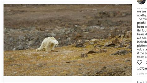 National Geographic Photographer Shares Video Of Starving Polar Bear