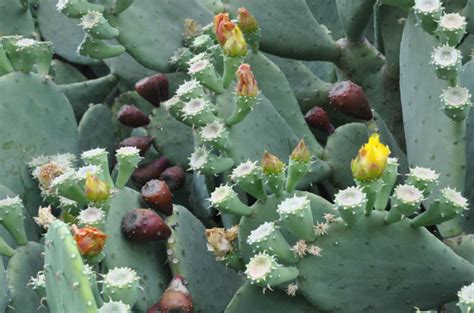 Shop for cactus spines art from the world's greatest living artists. Prickly Pear Cactus | Arid Gardening