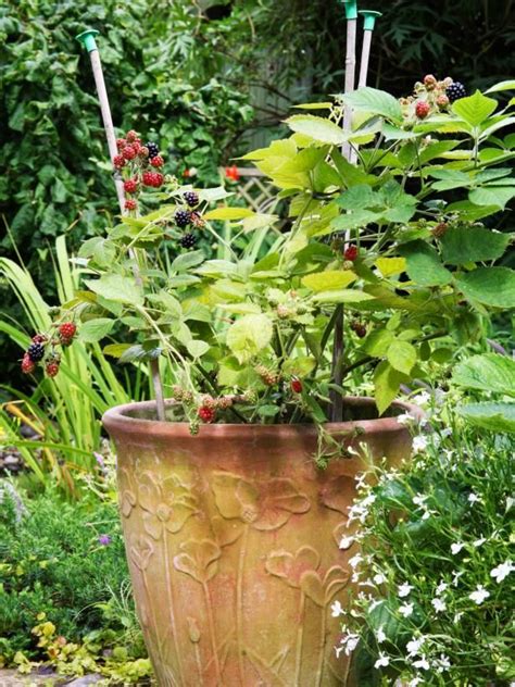 How To Grow Blackberries Growing Blackberries Blackberry Plants Plants