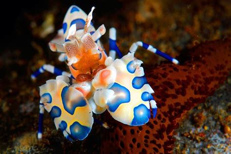 12 Gorgeous Animals Of The Coral Reef Ocean Creatures Ocean Animals