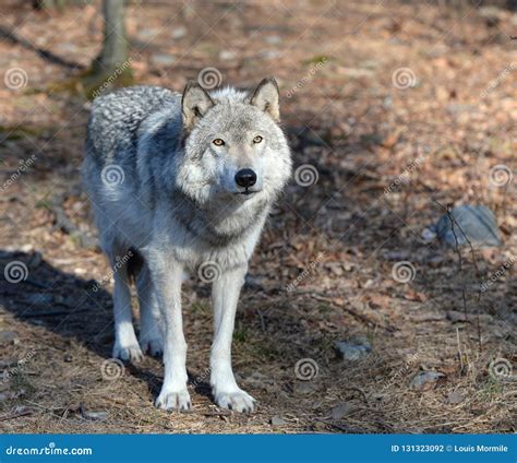 Timber Wolf Canis Lupus In The Wild Stock Photo Image Of Prey