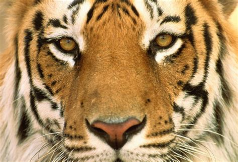 Male Bengal Tigers Face Panthera Tigris Photograph By Manoj Shah Fine