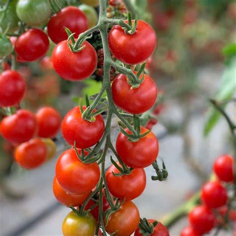 Graines Tomate Cerise Miel Du Mexique Bio Ferme De Sainte Marthe