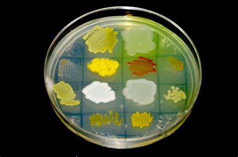 Senthil Prabhu Sivasamy Bacterial Pigmnets Cell Biology