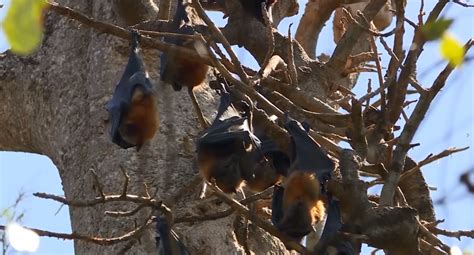 Two Camps To Be Set Up In Forster For Flying Foxes Nbn News