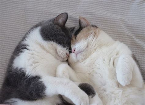 Cuddling Brings Us All Closer Together Cat Cuddle Pretty Cats