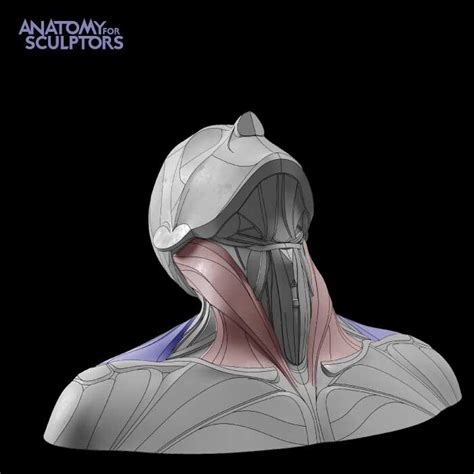 Artstation Neck Color Coded Block Outs Anatomy For Sculptors
