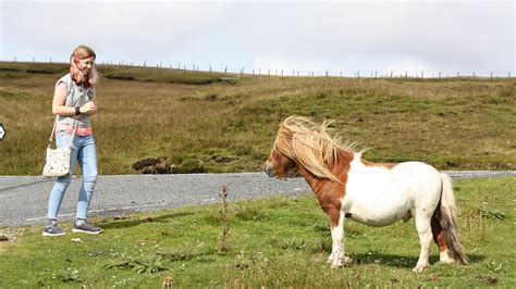 Ten Fascinating Facts About Shetland Ponies Northlink Ferries