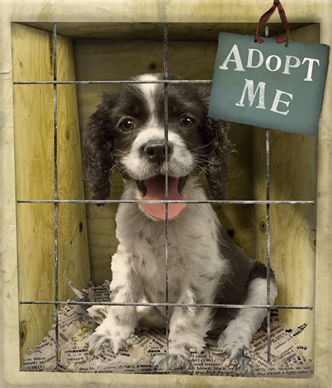 Puppy Mills Why We Need To Adopt Dogs From Shelters Instead Of