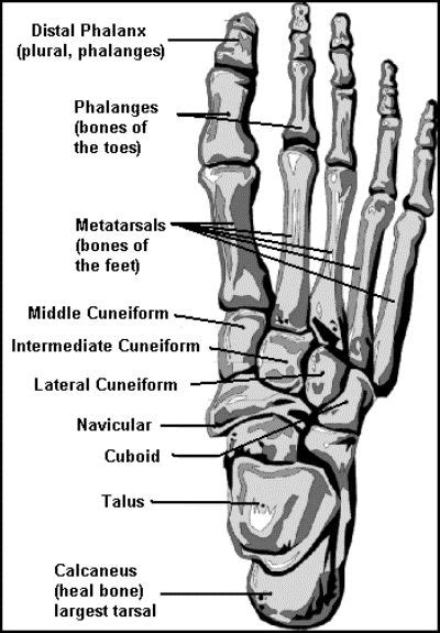 Foot Bones Diagram Anatomy Picture Reference And Health News