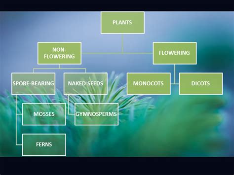 4 Types Of Plants Kingdom Plantae Owlcation