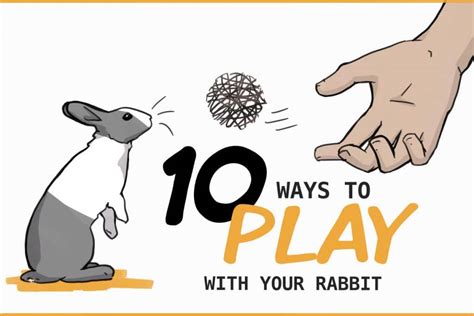 10 Ways To Play With Your Pet Rabbit