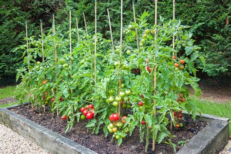 38 Tomato Support Ideas For High Yielding Tomato Plants Tomato