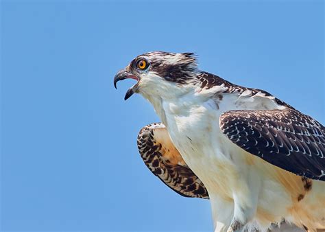 Osprey Nesting In Fort Pickens Outdoor Gulf Coast Of Northwest Florida