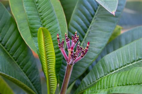 Frangipani Budding Stock Photo Image Of Apocyns Attractive 102724776