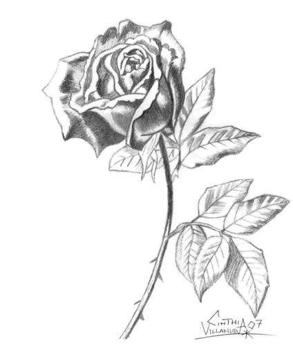Dibujo Rosa — Vector De Stock © Likka 74343629 Dibujos De Colorear