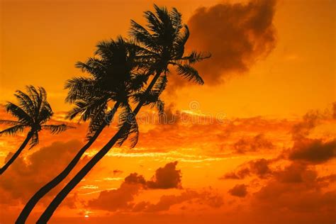Silhouette Of Palm Tree At Beautiful Tropical Sunset Stock Image