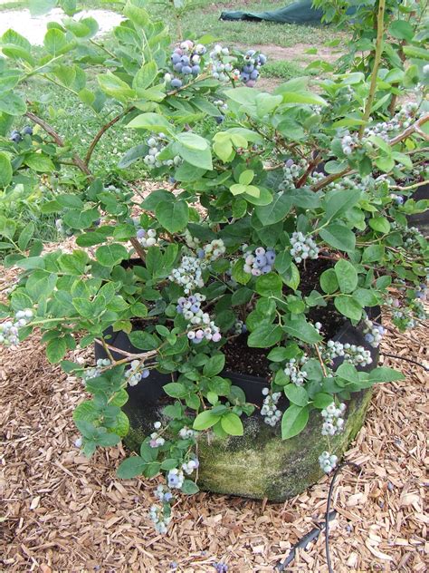 Ka Bluey Blueberries In Grow Tubs Gardens Alive Blog
