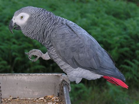 All About Animal Wildlife African Grey Parrot Few Facts And Images Photos
