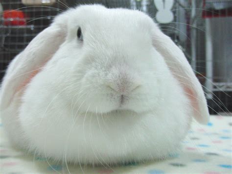 Holland Lop Blue Eyed White Bunny Rabbit Usa 可愛すぎる動物 動物 美しい風景写真