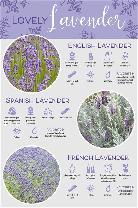 Lavender Varieties Growing Lavender Types Of Lavender Plants