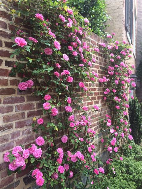 03 Climbing Roses On Brick Wall Surrounds Landscape Architecture
