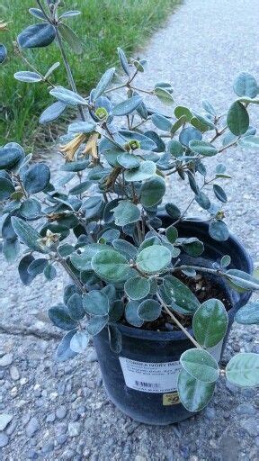 On the north wall, there is a niche that holds a statue of the crucifix with a christ image sculpted in ivory. Correa Ivory Bells / Australian Fushia | Plants, Garden ...