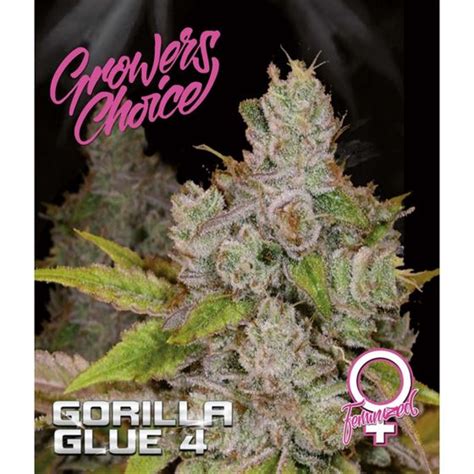 Gorilla Glue 4 By Growers Choice From Seed City