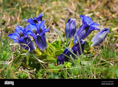 Gentian Gentiana Acaulis Beautiful Blue Flower From High Altitude
