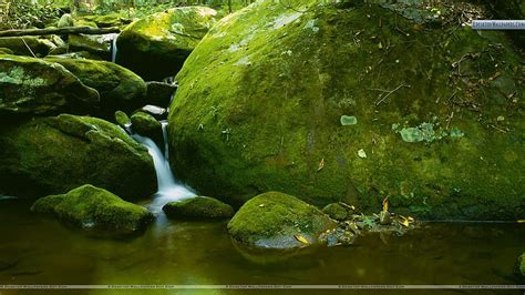 Mossy Boulder Roaring Fork Great Smoky Mountains National Park