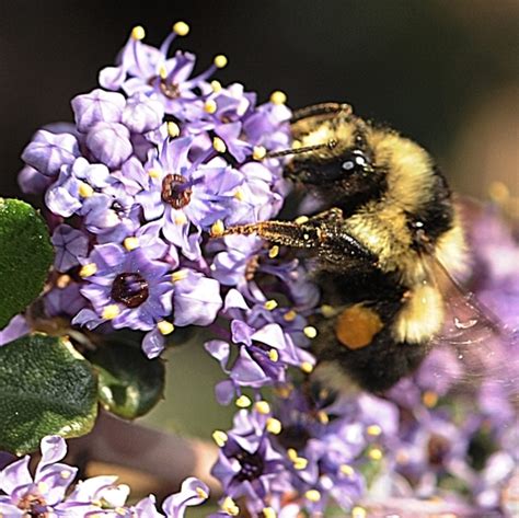 Uc Davis Arboretum Is The Magical Place To Find The First Of The Year Bumble Bee Bug Squad