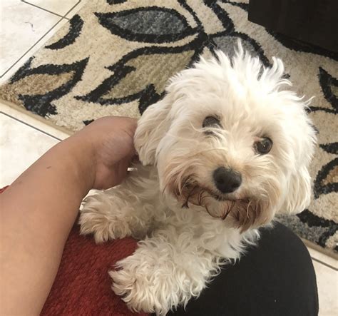 Get an alert with the newest ads for maltipoo in ontario. Maltipoo Puppies For Sale | Las Vegas, NV #322614