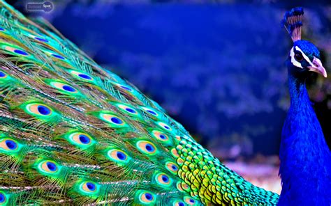 peacock feather hd wallpaper for pc ~ peacock wallpaper feathers feather hd wallpapers colorful