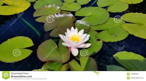 Lily Stock Image Image Of Solitary Priceless Pond 123695609