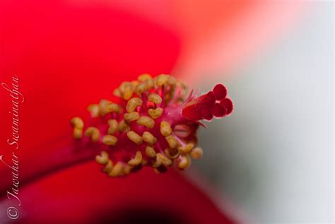 Anatomy Of A Hibiscus Part 2 Extreme Macro Juridicious