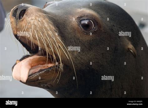 Sea Lion Portrait With Mouth Open Showing Tongue Stock Photo Alamy