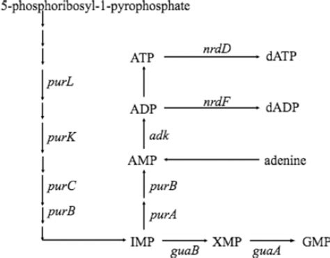 Metabolic Pathway For Purine Nucleotide Synthesis Download