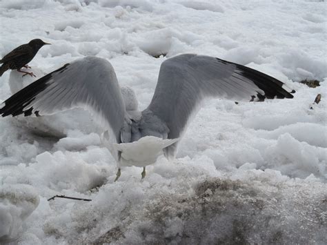Snow Seagull Smithsonian Photo Contest Smithsonian Magazine