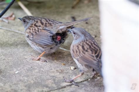 Male Dunnock Birds Remove Other Males Sperm By Pecking It Out From