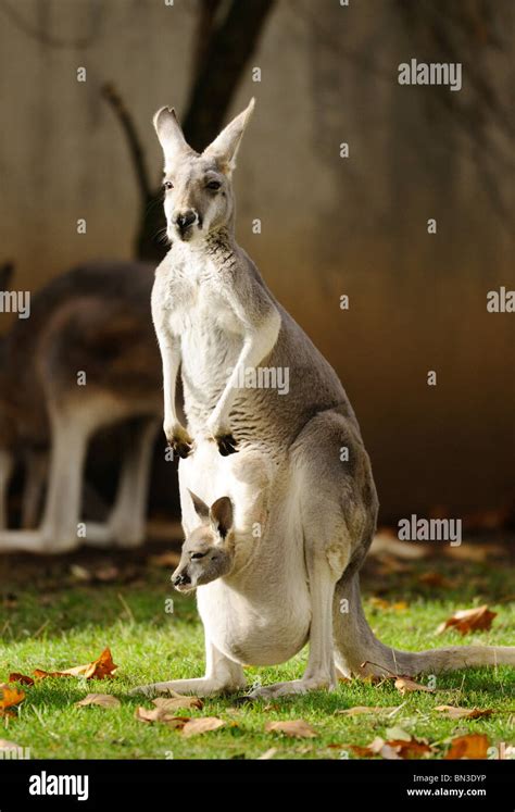 Giant Kangaroo And Joey Hi Res Stock Photography And Images Alamy