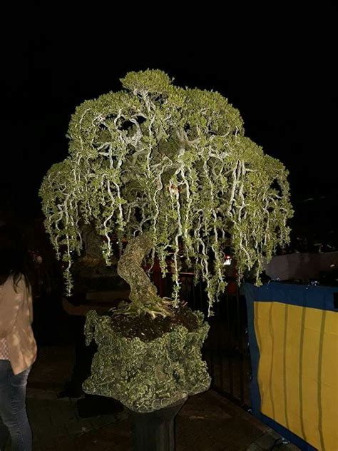 Very unique bonsai material, with leaves and branches that weep. Pin on Bonsai. Insp