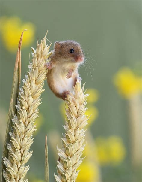 Delightful Photos Of Acrobatic Harvest Mice Balancing On Plant Stems