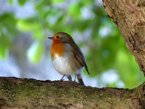 Free Images Robin Nature Foraging Close Animals