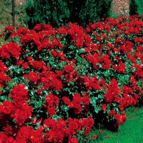 La Sevillana Bush Rose 8 Pot Hello Hello Plants And Garden Supplies