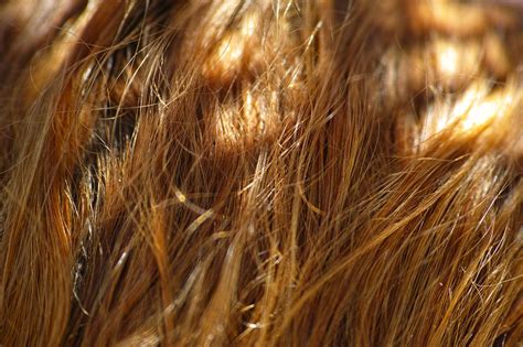 Hair Texture Free Photo On Pixabay Pixabay