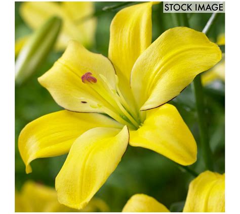 Van Zyverden Lilies Yellow Cocotte Set Of 7 Bulbs