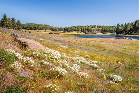 Flowers And Big Laguna Alexander S Kunz Photography