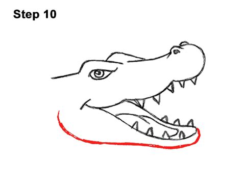 Alligator Head Drawing At Explore Collection Of